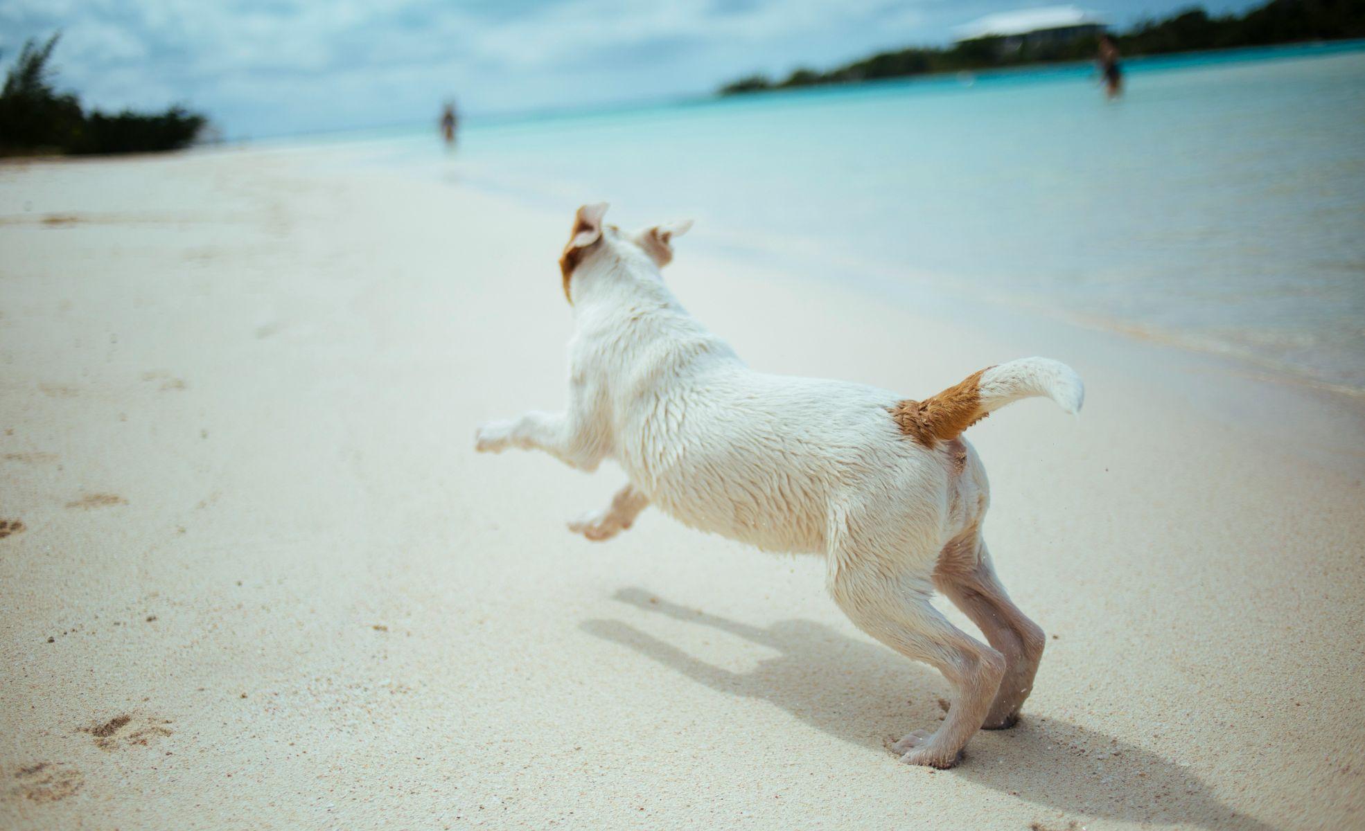<FONT COLOR="#045CB4"><b>Is the San Luis hotel pet-friendly?</b></FONT>